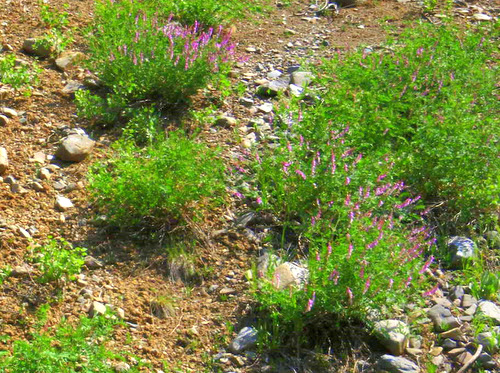 Purple Vetch.